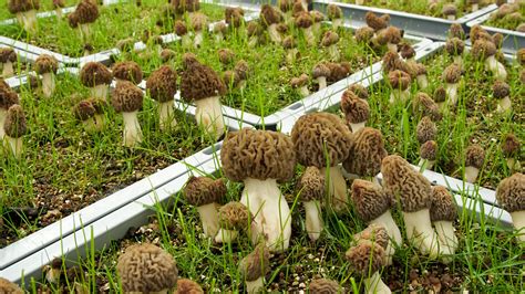 Protecting Your Investment: Ensuring the Security of Your Magic Mushroom Cultivating Set